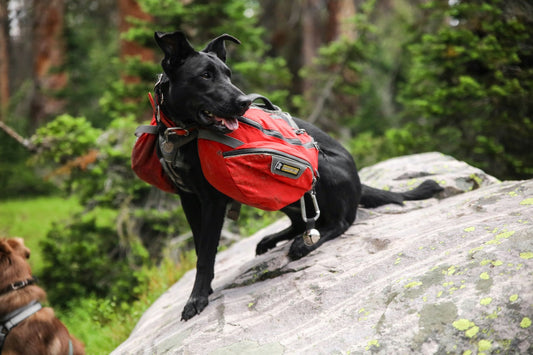 Equipo para perros para aventuras